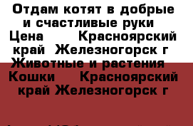 Отдам котят в добрые и счастливые руки › Цена ­ 1 - Красноярский край, Железногорск г. Животные и растения » Кошки   . Красноярский край,Железногорск г.